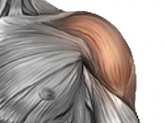 Anatomy image of the shoulder to demonstrate shoulder pain