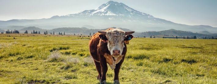 Cow in field in front of Mt. Shasta
