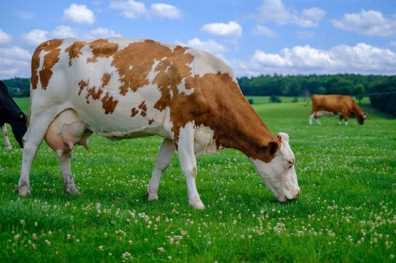 Happy cow grazing in a giant grass field